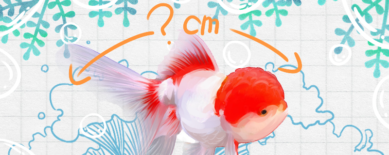 鹤顶红金鱼能长到多大，寿命多长