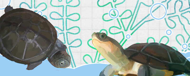 沼泽侧颈龟和西非侧颈龟的区别是什么，能一起养吗