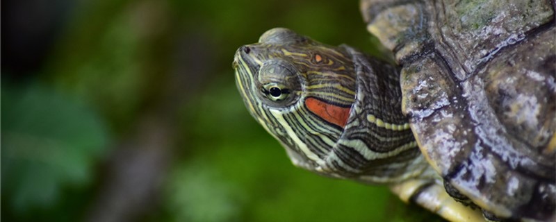 巴西红耳龟多大下蛋生小龟，刚生的小龟怎么养