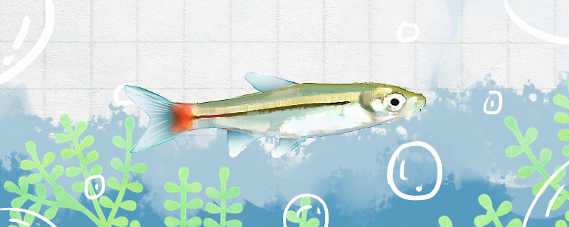 红尾金线灯鱼好养吗，怎么养