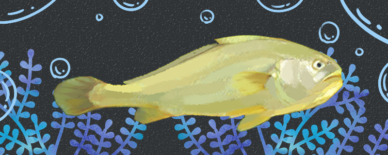 大黄花鱼刺多吗，和鲈鱼比哪个刺少