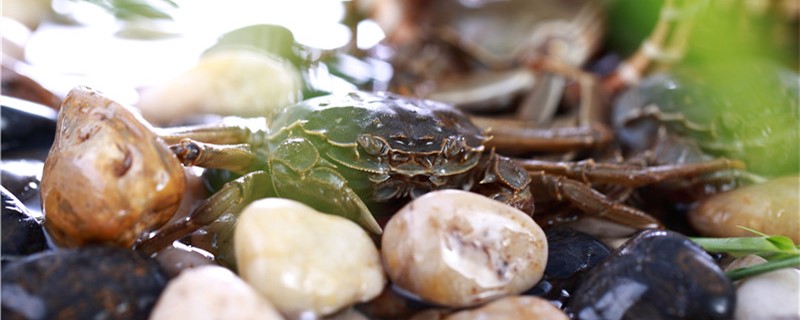 螃蟹多久喂一次，水温多少度开始喂料