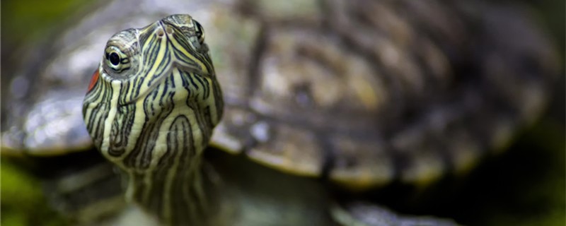巴西红耳龟是深水龟吗，水深多少合适
