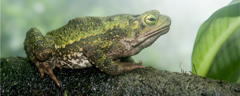 青蛙能捕虫吗，为什么能成为捕虫高手