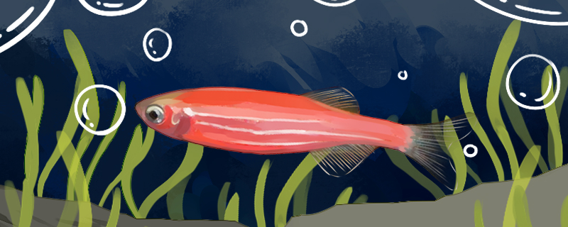 红斑马鱼吃什么，多久喂一次