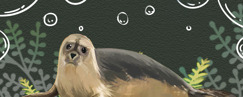 海豹能在淡水里生活吗，能养在淡水里吗