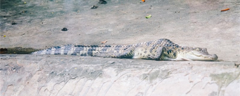 鳄鱼可以在陆地上生活吗，在陆地上能活多久