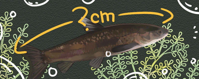 青鱼可以长多大，多大能繁殖