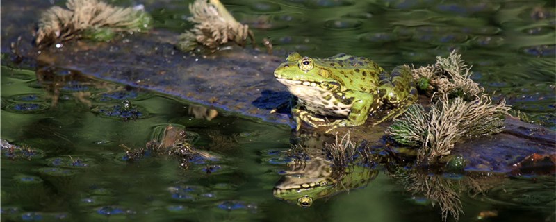 野外抓的青蛙可以养活吗，怎么养