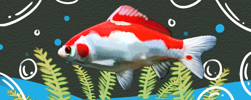 红白草金鱼好养吗，怎么养