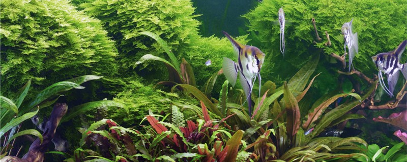 鱼缸里可以放绿萝吗，鱼缸里可以养哪些植物