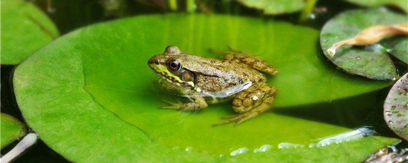 青蛙能在水下呆多久，在水中可以呼吸吗