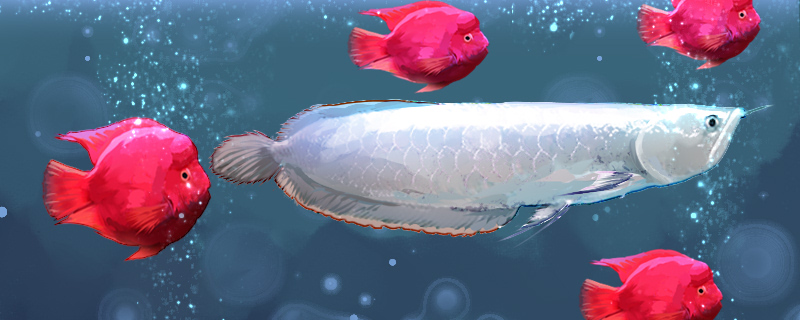 鹦鹉鱼能和银龙鱼混养吗，怎样预防鹦鹉鱼咬银龙