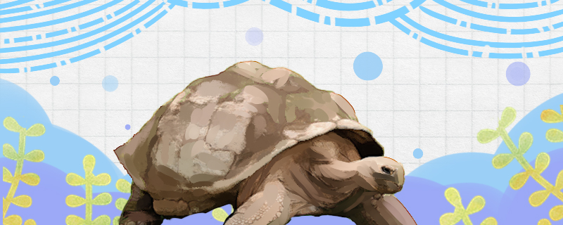 加拉帕戈斯象龟寿命多长，能长多大