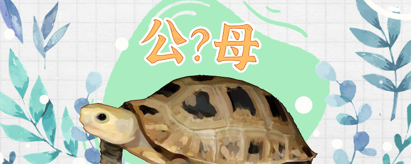 缅甸陆龟怎么分辨公母，公母能一起养吗