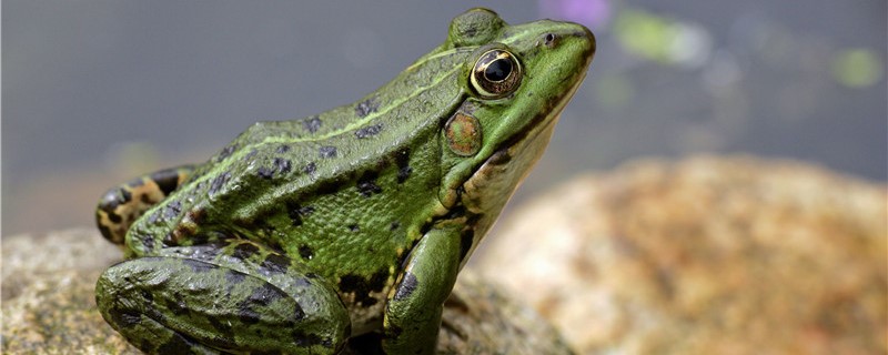 青蛙是哺乳动物吗，是胎生繁殖的吗