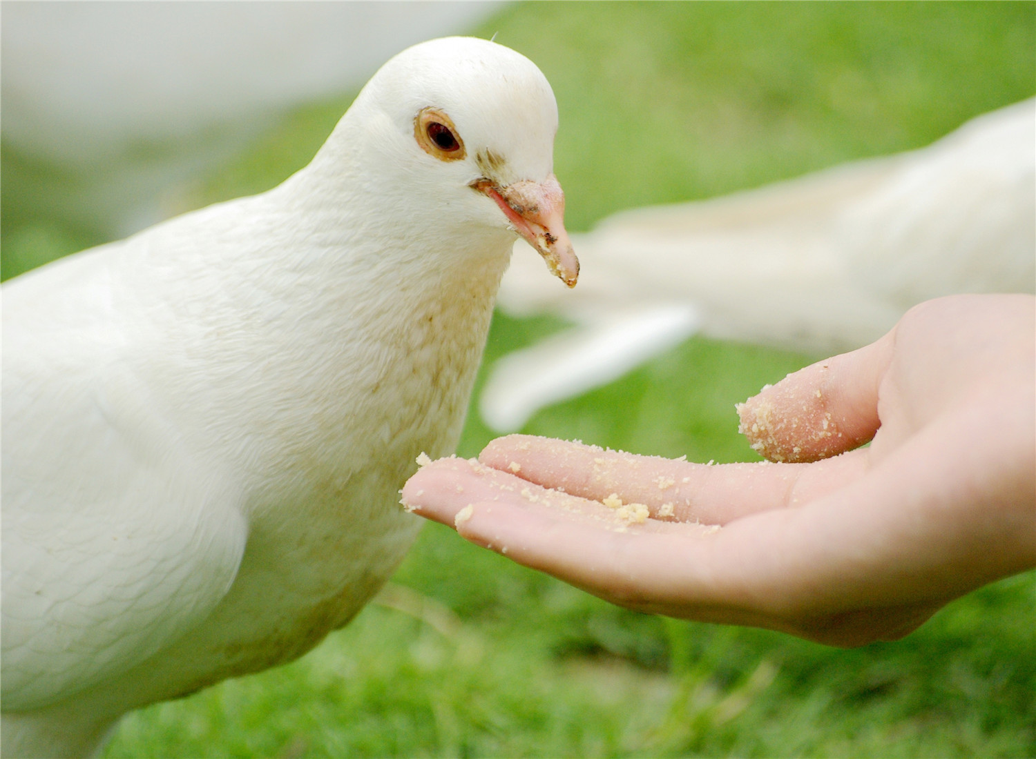 手养鸽子怎么喂食