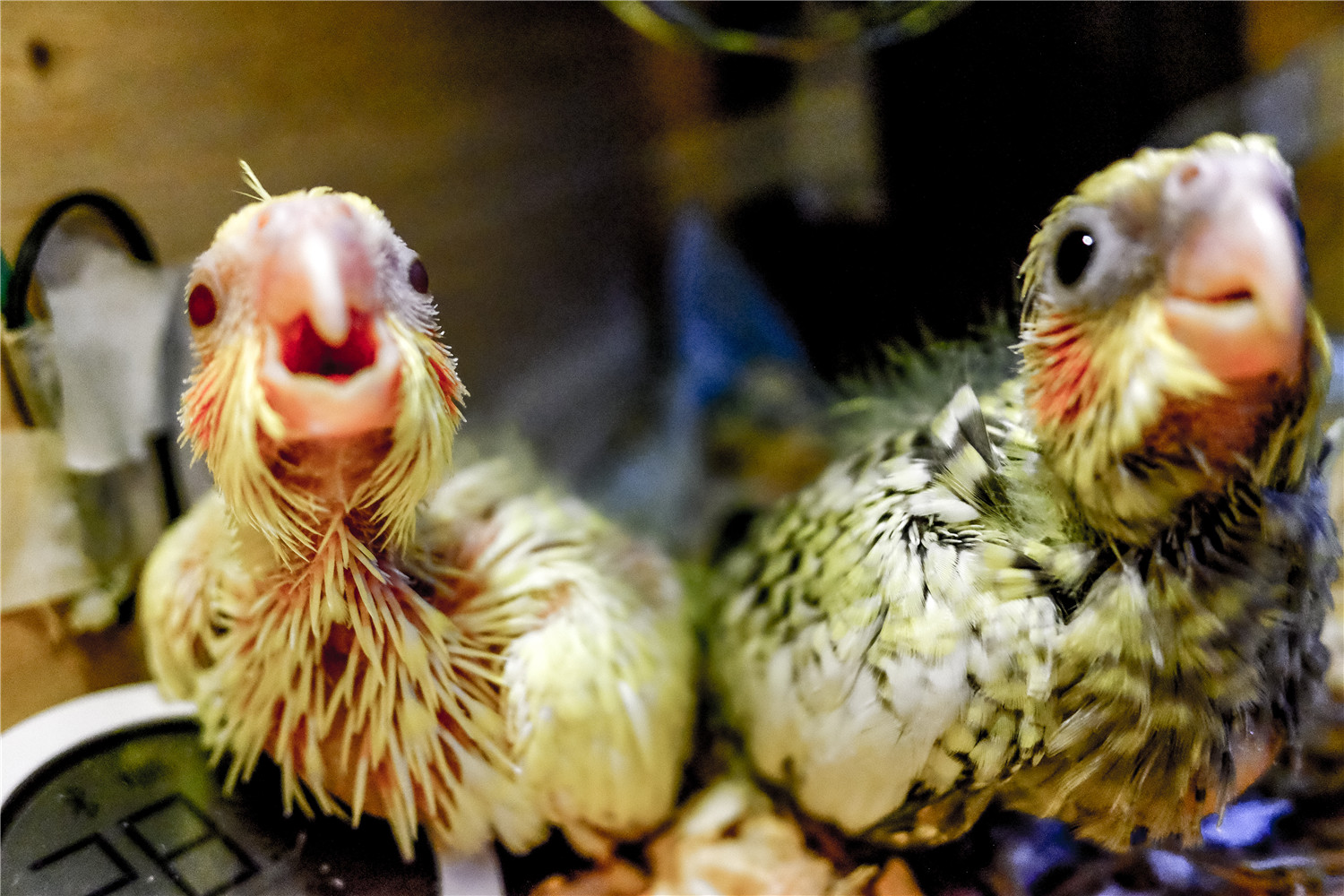 鹦鹉蛋在多少度的温度下可以孵化