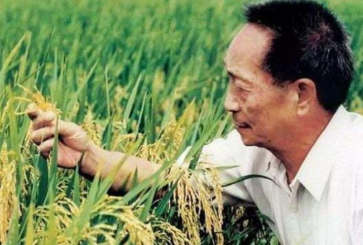 杂交水稻和转基因水稻的区别是什么？杂交水稻什么时候问世？
