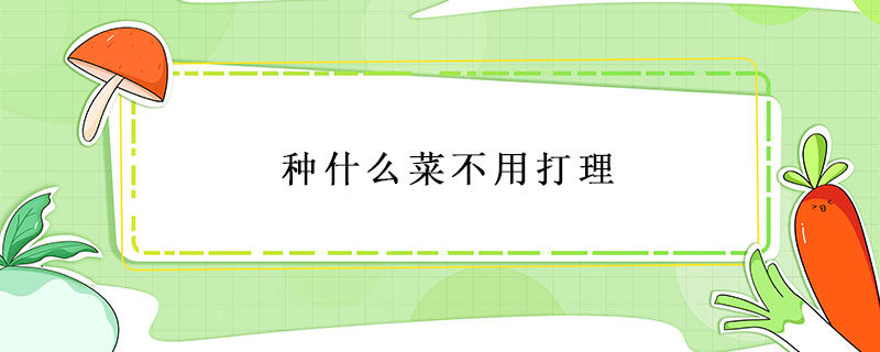 种什么菜不用打理_首发网 种什么菜不用打理