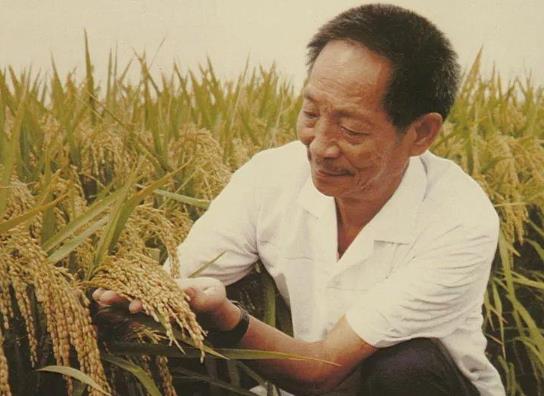 杂交水稻的影响和意义是什么？杂交水稻对中国的意义和影响具体有哪些？