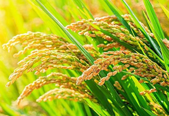 杂交水稻和转基因水稻的区别是什么？杂交水稻什么时候问世？