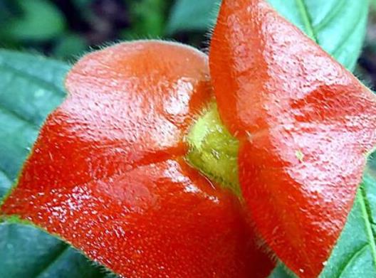 世界十大最奇特的植物，百岁兰是雌雄异株、大王花拥有恶臭气味