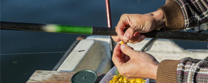 鲜玉米鱼能钓什么鱼，鲜玉米鱼饵制作方法
