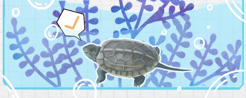 草龟能放鱼缸深水养吗，适合生活在什么环境中