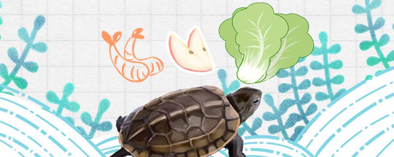 草龟可以在陆地上吃东西吗，它们吃什么