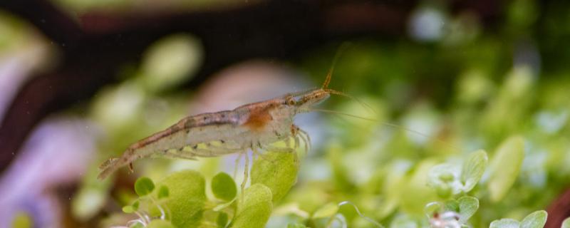 黑壳虾吃水草怎么办，吃水藻吗