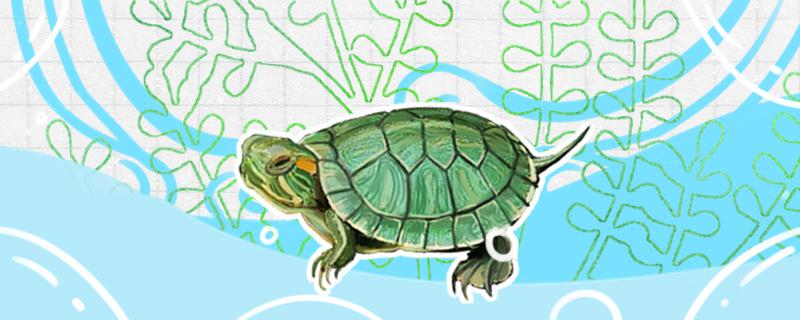 巴西龟能和鱼一起养吗，用什么缸养巴西龟