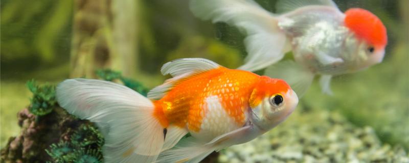 如何分辨金鱼是否怀孕，金鱼怎么繁殖