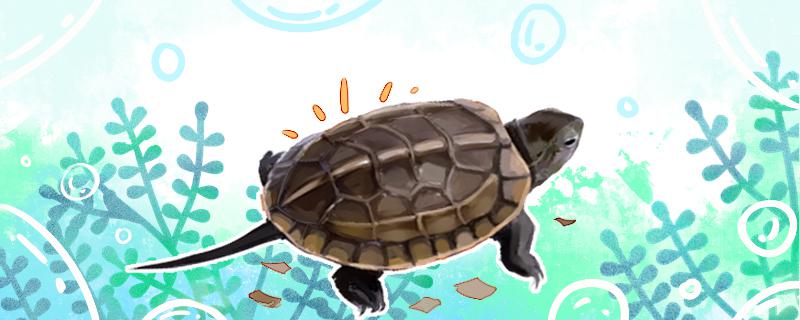 草龟为什么会浮在水面上，怎么处理