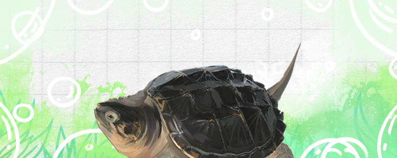 鳄龟不活跃是什么原因，怎么办