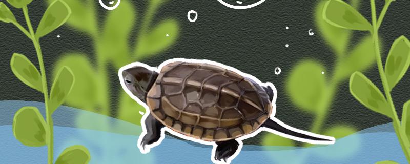草龟是水龟吗，它们能在水中生活吗