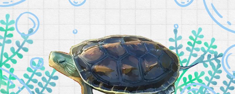中华花龟是几级保护动物，有什么外形特点