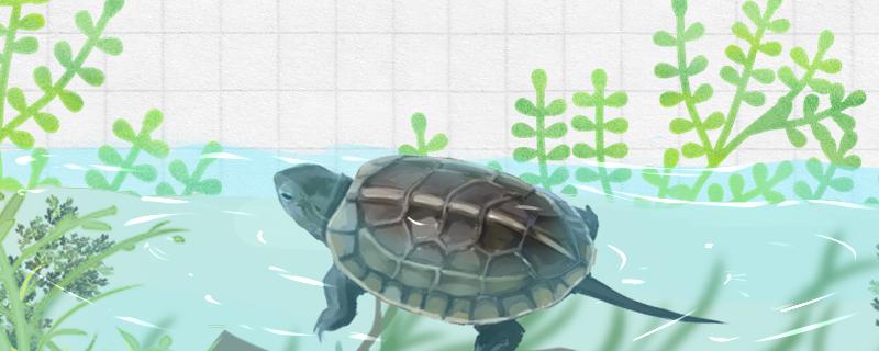 草龟水位多少合适，用什么水合适
