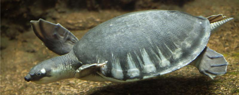 猪鼻龟能离开水多久，在什么水中长得好