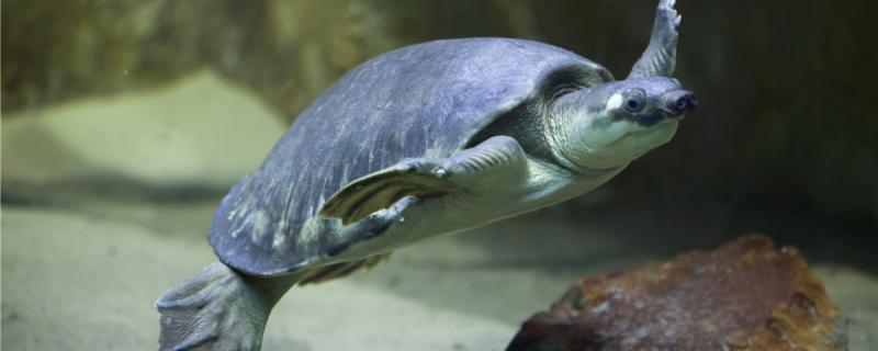 猪鼻龟是国家二级保护动物吗，这种龟性格如何
