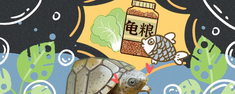 剃刀龟吃什么龟粮最好，能喂家禽肉吗