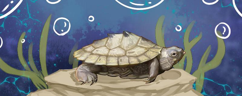 地图龟可以长期在水里吗，可以干养吗