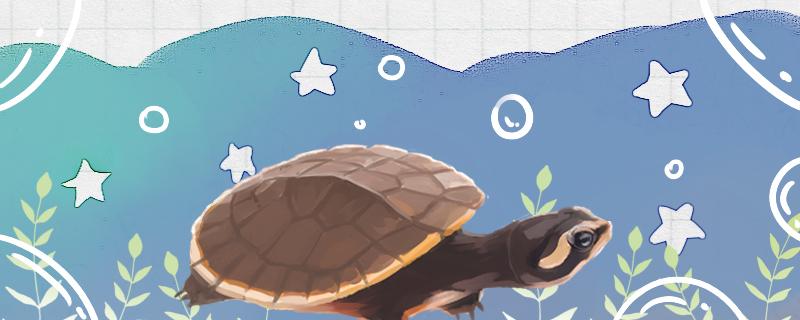 圆澳龟为什么不下水，不下水怎么办
