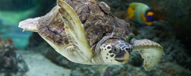 海龟能长到多大，能活多久