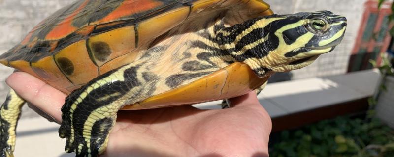 火焰龟怎样的才叫翅膀，怎样的才是宽纹