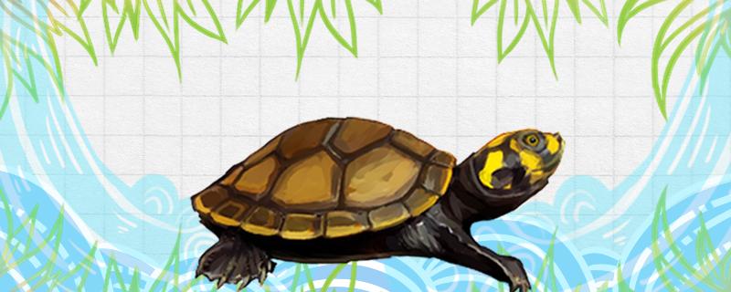 黄头侧颈龟可以和什么鱼一起养，可以和什么龟一起养