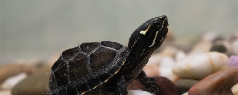 麝香龟可以和什么龟杂交，怎么繁殖