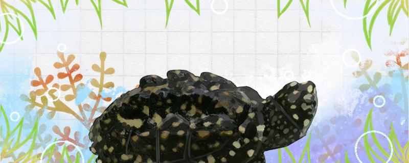 斑点池龟完全在水里生活吗，可以深水养吗
