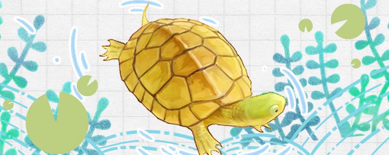 石金钱龟是水龟还是半水龟，水位多高合适