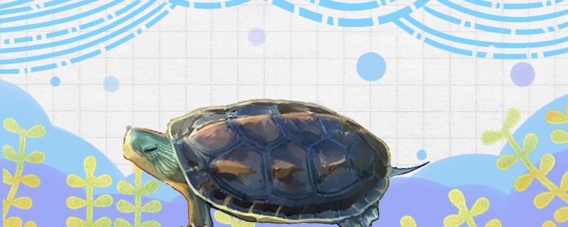 花龟属于水龟还是半水龟，好养吗